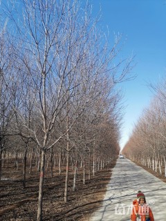 6公分紫叶稠李