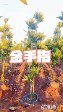 高度1600厘米变叶木