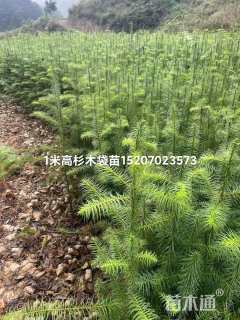 高度80厘米杉木小苗