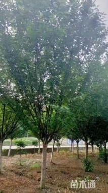 20公分日本晚樱