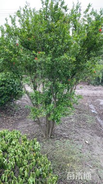 高度220厘米花石榴