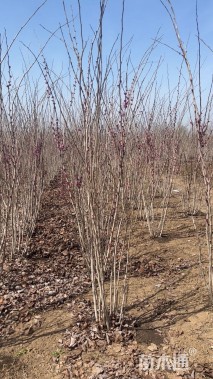 高度150厘米紫荆