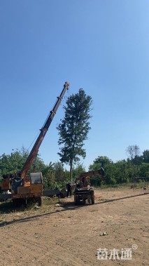 14公分美国红枫