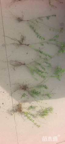 高度70厘米迎春花