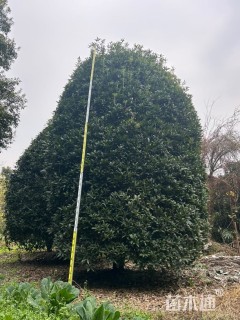 20公分桂花