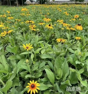 高度30厘米黑心菊