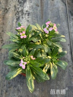 高度30厘米紫罗兰