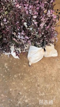 高度40厘米红花继木小苗