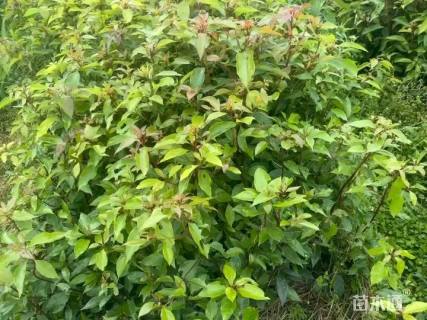 高度90厘米马褂木小苗