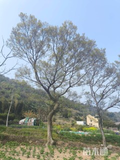 30公分朴树