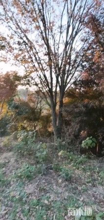 28公分红榉