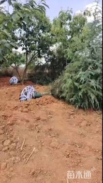 高度800厘米雪松