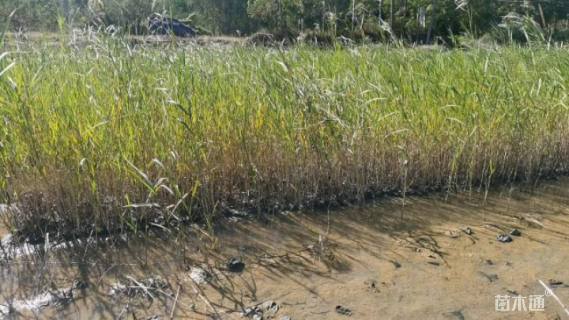 高度60厘米芦苇