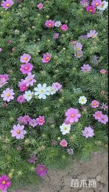 高度20厘米波斯菊