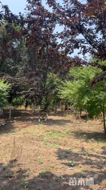 10公分紫叶李