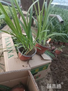 高度35厘米百子莲