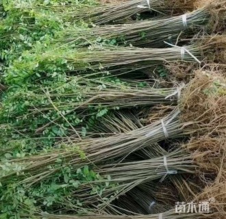 高度40厘米紫穗槐