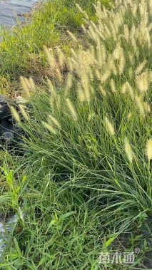 高度80厘米小兔子狼尾草