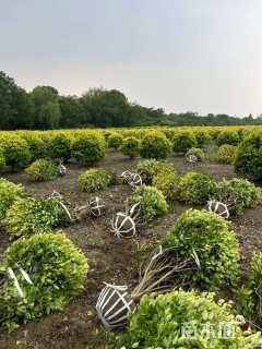 冠幅150厘米金森女贞球