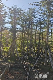 8公分小叶榄仁