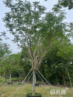 15公分凤凰木