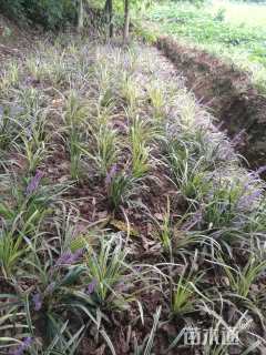 高度15厘米阔叶麦冬