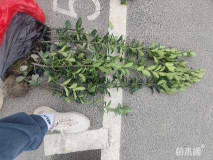 高度40厘米大叶黄杨