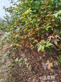 高度100厘米木荷小苗