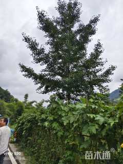 20公分银杏