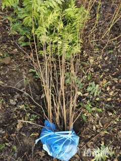 高度100厘米高丛珍珠梅