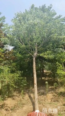 10公分三角枫