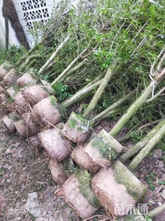 高度120厘米三角梅