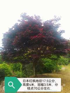 25公分日本红枫