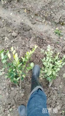 高度40厘米金森女贞