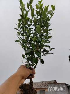 高度30厘米冬青小苗