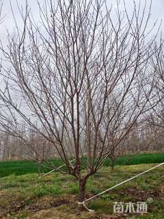 12公分红叶碧桃