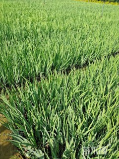 高度25厘米德国鸢尾