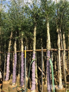 8公分白千层