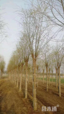 15公分嫁接垂柳