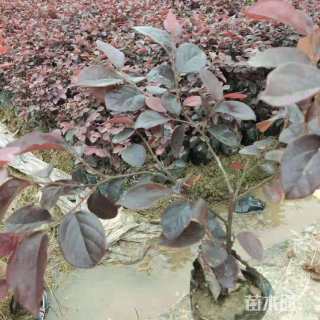 冠幅50厘米红花继木球