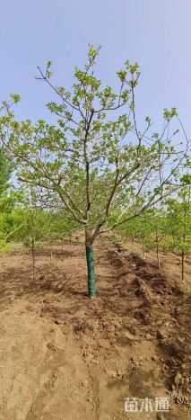 10公分山楂树