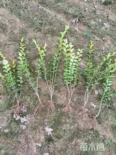 高度45厘米金叶女贞