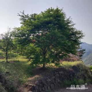 12公分鸡爪槭