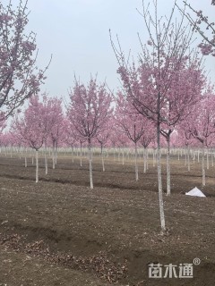 高度300厘米阳光樱