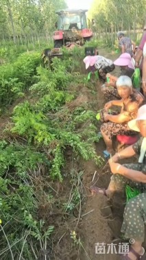 高度210厘米紫穗槐