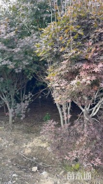 10公分红枫