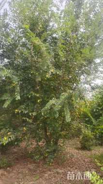 8公分(4杆)丛生朴树