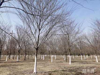23公分榉树