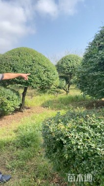 15公分造型小叶女贞