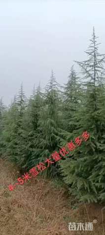 高度500厘米雪松